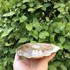 Natural Seashells and Freshwater Pearls for Home Decor, Aquariums, and Creative Crafting