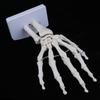 Size Human Hand Joint Skeleton Model,