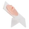 Simulated 3D Mouth Model Piercing Practice Silicone Mouth Model with Acrylic Stand for Jewelry Display Light Skin Color