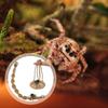Handmade Jumping Spider Enclosure Hangable Hermit Crab Climbing Enclosure  Pet Supplies