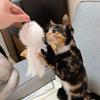 Giocattolo Interattivo per Gatti con Pelliccia Morbida Design Leggero Forma di Polpo Giocattolo per Animali Domestici per Far Spendere Energia