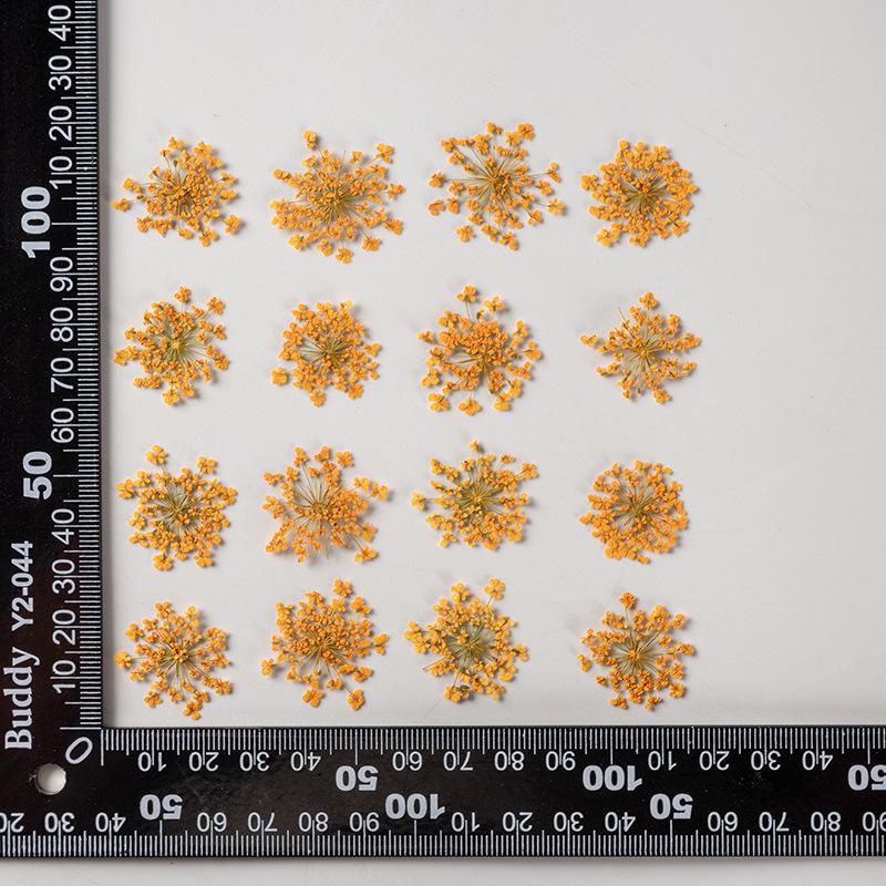 Snow Pearl Pressed Dried Flowers: Real Flowers for DIY and Teaching