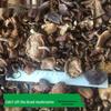 Yunnan Plateau Specialty: Wild Dried Shiitake Mushrooms