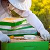 Entrance Feeders Perforated Metal Mason Jar Lids Beehive Waterer Honey Canning Feeder Beekeeping Supplies Durable