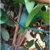 20/50/100Pcs 5.12-inch Green Garden Cable Ties are reusable garden ties used for decorating outdoor gardens, potted plants, and as holiday gifts.