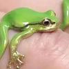 1/3Pcs Frog-Shaped Ring Set Alloy Electroplated Finger Ring Festivals Parties Dates Gatherings Accessories