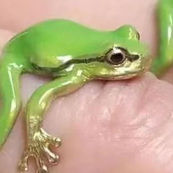 1/3Pcs Frog-Shaped Ring Set Alloy Electroplated Finger Ring Festivals Parties Dates Gatherings Accessories