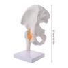 Life Size Ligament Hip Joint Medical Anatomy Model Skeleton Teaching Tool
