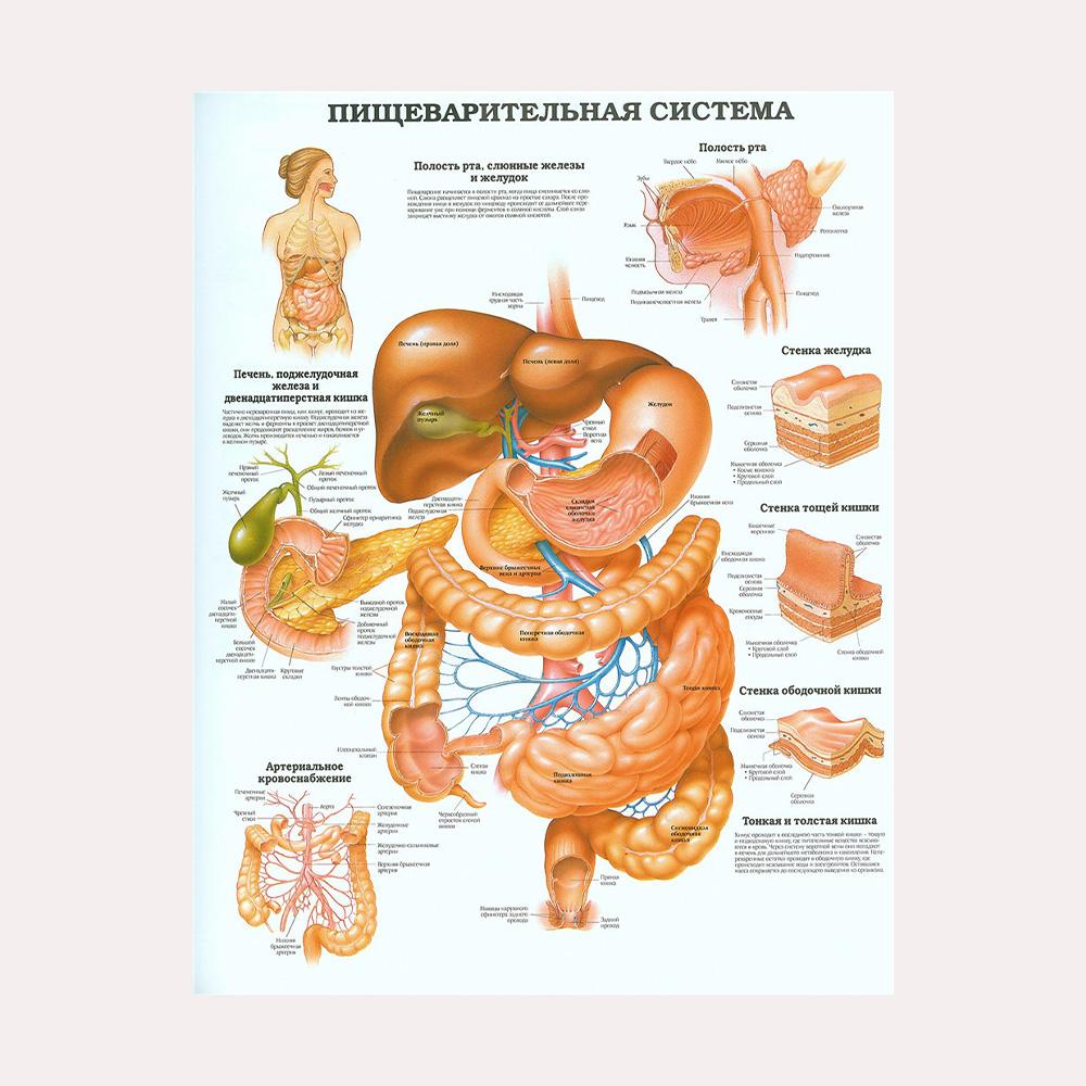 Anatomical Muscular System Poster Human Body Anatomy Chart Medical Educational Canvas for School Decor