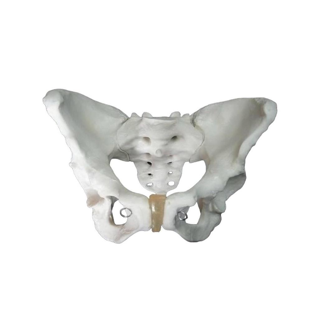 Adult Male Pelvis Model