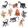 Exotic Primate Cognitive Simulation Animal Model