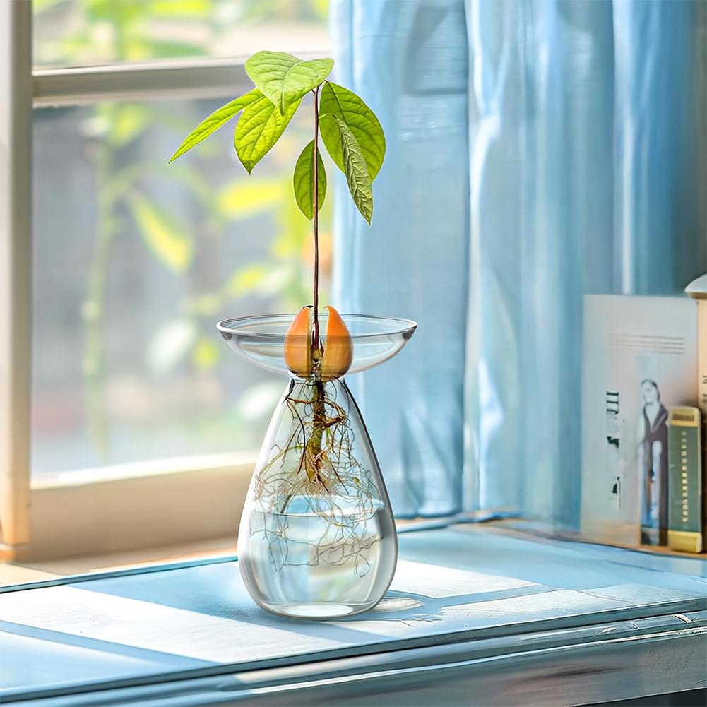 Avocado Hydroponic Vase Transparent Plant Propagation Station Glass Avocado Tree Flower Vase for Gardening Lovers