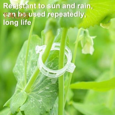 100/200/300/400/500 Pezzi Clip di Supporto per Piante da Giardino Legacci per Uva Pomodoro Clip di Fissaggio per Stelo di Vite di Verdura Cetriolo Fiore Zucca Vite Rampicante Verticale
