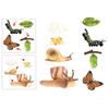 Realistic Plastic Growth Cycle Life Model Biology Toys