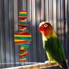 Bunte hölzerne Vogel-Hängeschaukel, Papagei, beißendes Kauspielzeug, Zubehör, zufällige Farbe