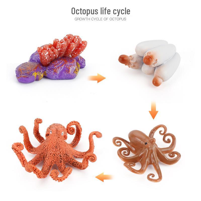 Realistic Sea Turtle, Frog, Snail, and Chick Growth Cycle Figurines for Kindergarten Montessori Learning
