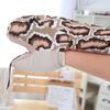Tricky Prank Python Snake Kids Gift Hand Puppet Snake Toy Animal Plush Doll Snake Stuffed Toys