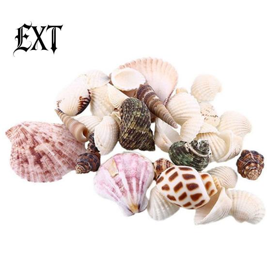 100g Gemischte Muscheln Muschelhandwerk Muscheln Zuhause Aquarium Nautische Dekoration
