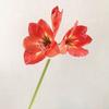 22" Real Touch Künstlicher Amaryllis-Strauß Langer Stiel Seidenblume mit 2 vollen Blüten und 1 Knospe für Haus Büro Vase Blumengestecke