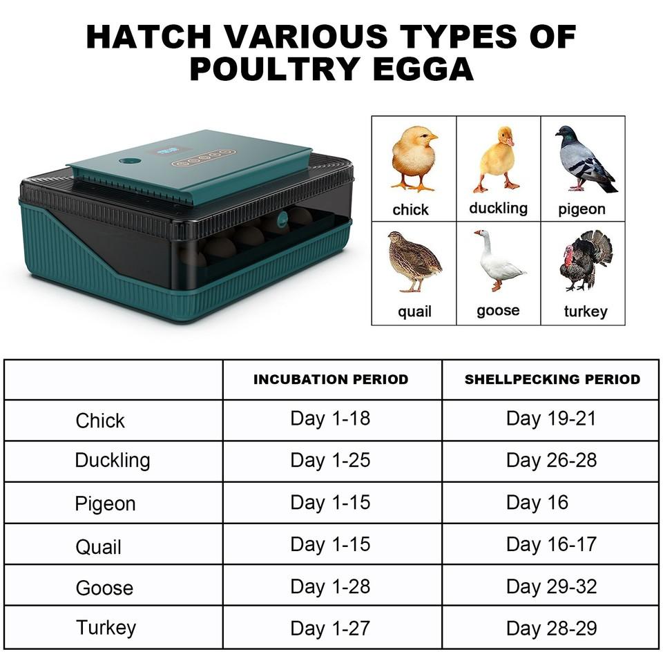 25 Egg Digital Incubator Fully Automatic Hatching Machine Automatic Water Supply