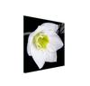 GLAS-KOCHFELD-SCHUTZPLATTE 50x52 ORCHIDEE