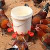 1PC Automatic Chicken Water Cup Waterer Bowl Kit Drinking Water Feeder for Chicks Duck Goose  Quail