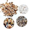 100PCS Přírodní lastury Akvarijní dekorace party festival Home Decor Přírodní mořské lastury Plážové lastury Lastury pro kutily