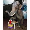 Colour Diamond Full Drill Painting Africa Elephant Cross Stitch Diamond Embroidery Animals 5d Diy Mosaic Decor For Ho