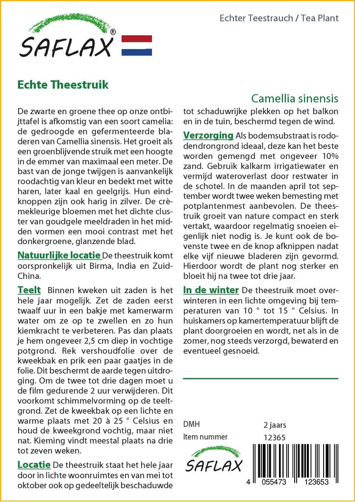 SAFLAX Čajovník - 6 semen - Se substrátem pro lepší pěstování - Camellia sinensis