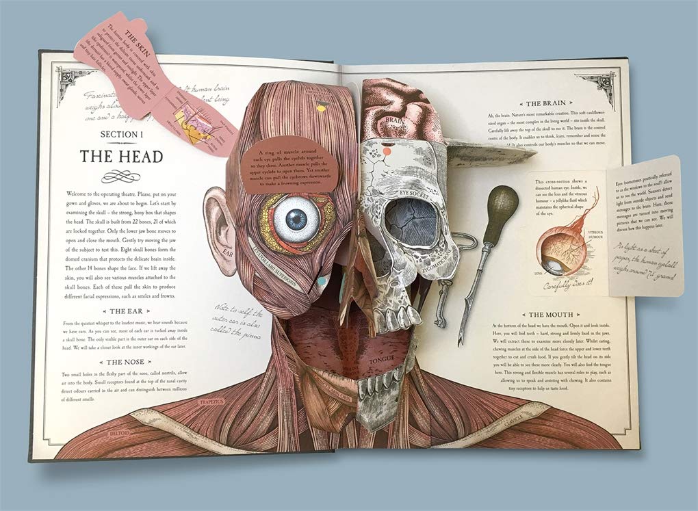 Der menschliche Körper: ein Pop-up-Leitfaden für Anatomy Walker