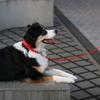 Hexa City Dog Leash, Width , S, /