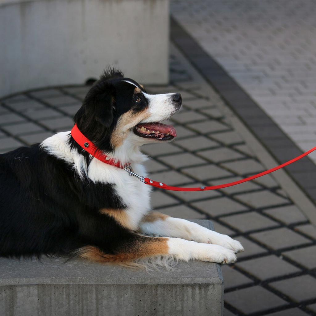 Hexa City Dog Leash, Width , S, /