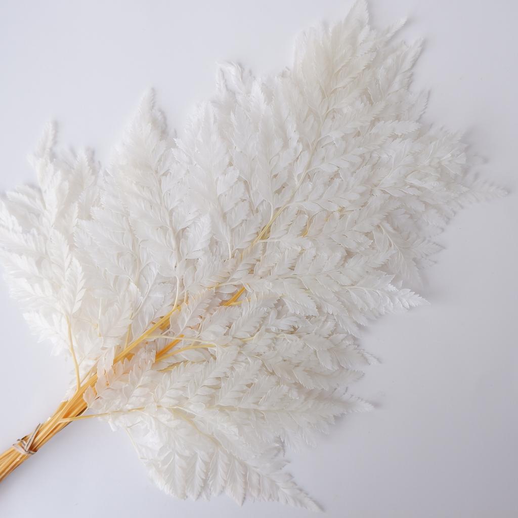 Eternal Alpine Fern Golden Alpine Fern Leaf Immortal Flower Dried Flower Bouquet Wedding Decoration With Grass