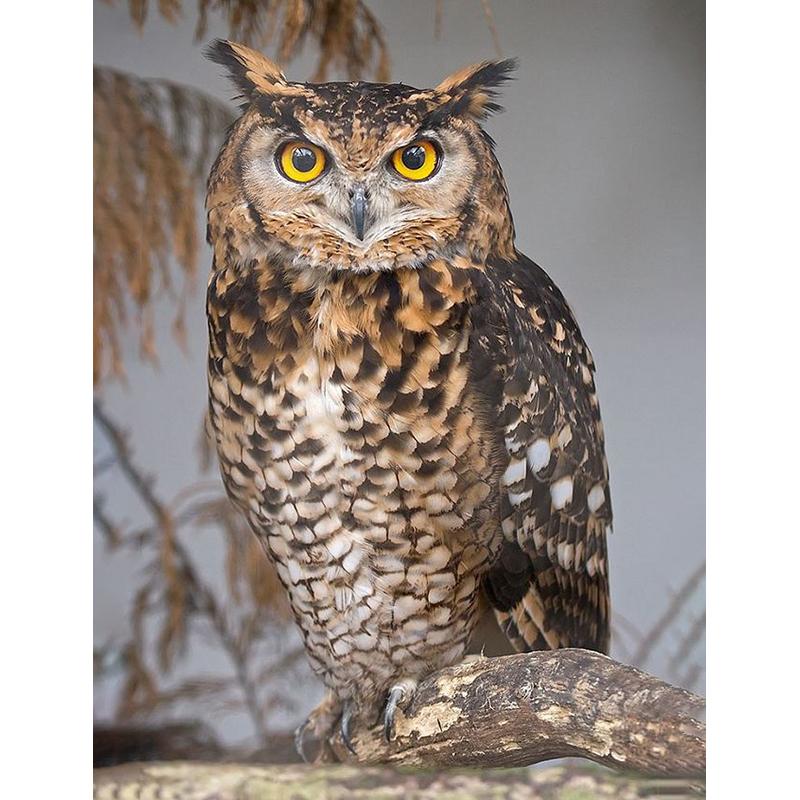 5D DIY Diamond Painting Animal Eagle Full Drill Cross Stitch Kits Round Round Mosaic Handmade Art Embroidery Home Decor Mural