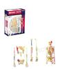 4D Human Anatomy Model: Brain, Heart, Eye, Ear, Pelvis, Knee, Muscle