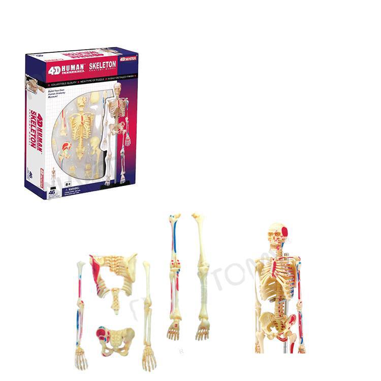 4D Human Anatomy Model: Brain, Heart, Eye, Ear, Pelvis, Knee, Muscle