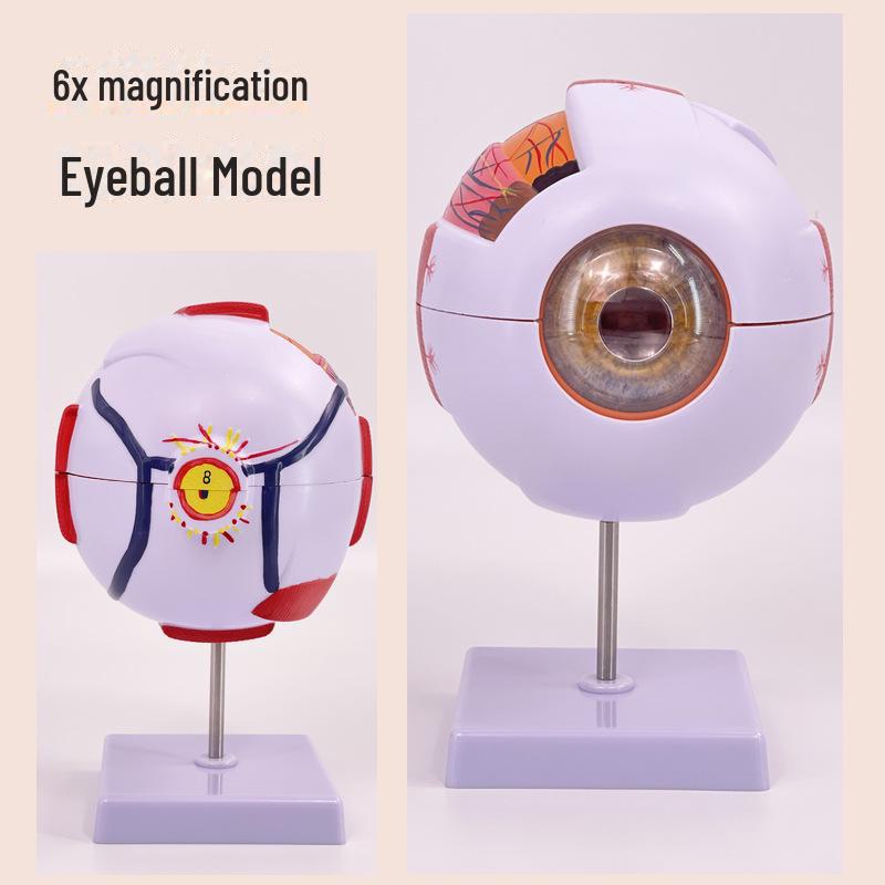 

Высококачественная профессиональная анатомическая модель человеческого глаза для офтальмологии