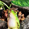 Frog Umbrella Ornament Outdoor Garden Courtyard Fish Tank Decoration Balcony Entrance Crafts Desktop Miniatures