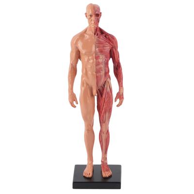 30cm Resin Male Musculoskeletal Structure Sculpture Body Model Anatomical Model