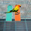 Budgie Parakeet Wooden Parrot Perch Bird Platform Bird Paw Grinding Board Parrot Station Board