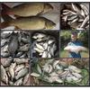 Xibu Feng Old Jar Sweet Potato and Corn Particle Fishing Bait