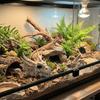 3D Printed Dragon Bone Fish Tank Ornament Crawler Landscape Decoration  Feeding Box Decoration