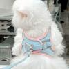 Cat Dog Noctilucent Harness with Lead Leash Adjustable Vest Polyester Mesh Breathable Harnesses Reflect Light Cat Accessories