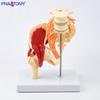 1:1 Lumbar Spine & Pelvis Model with Gluteal Muscles, Hip Bone, Nerves, Sacrum, Femur for Rehabilitation Teaching Aid.