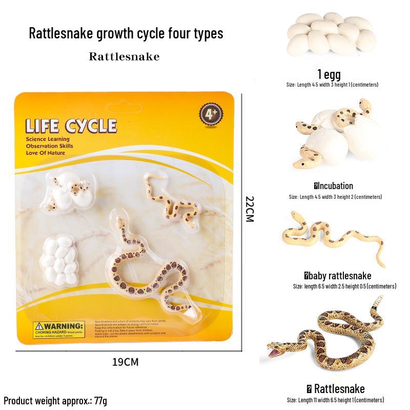 Children's Cognitive Toys: Frog Tadpole Growth Cycle Models