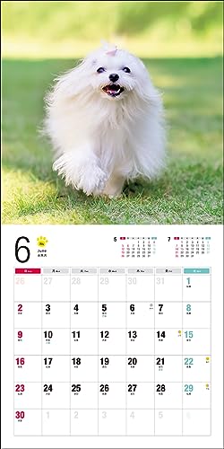 2024 Calendar Maltese (Seibundo Shinkosha Calendar)