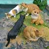 Kids Plastic Shorthair Cat Figurine Replica For Learning And Decoration