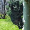 Hand Forged Metal Garden Bear Statue