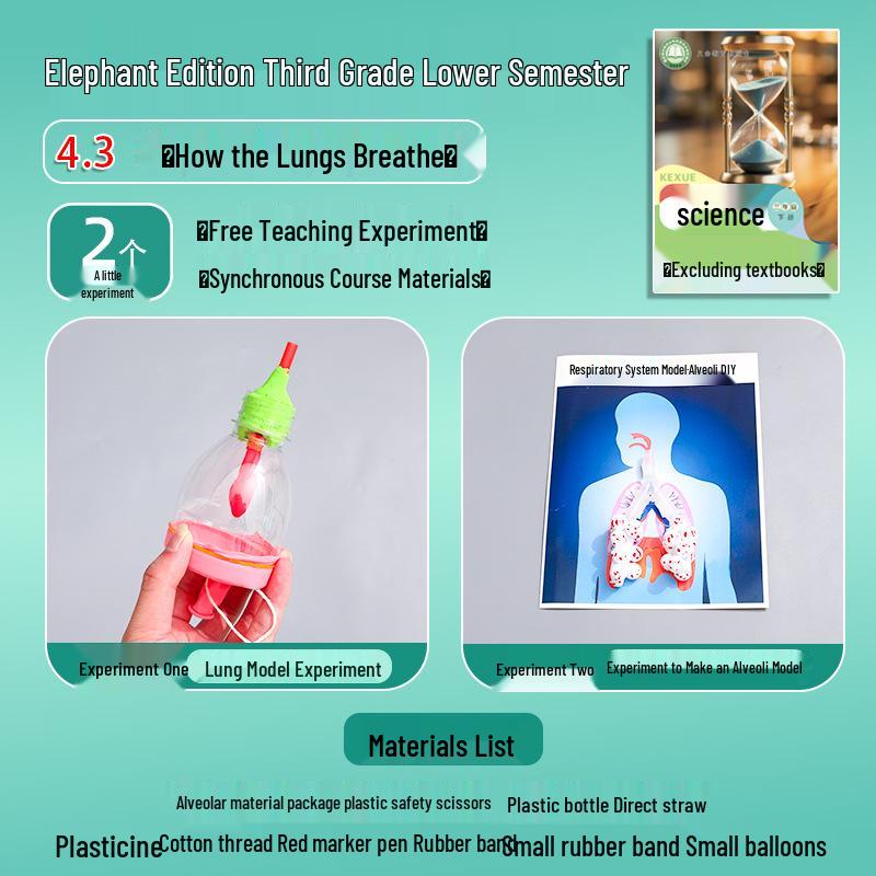 Third Grade Elephant Edition: Science Experiment Kit - Lung Model & Alveoli