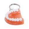 Gift Upper Jaw Simulation Teeth Shape Teeth Pendant Teeth Keyring Denture Key Chain Tooth Key Chain